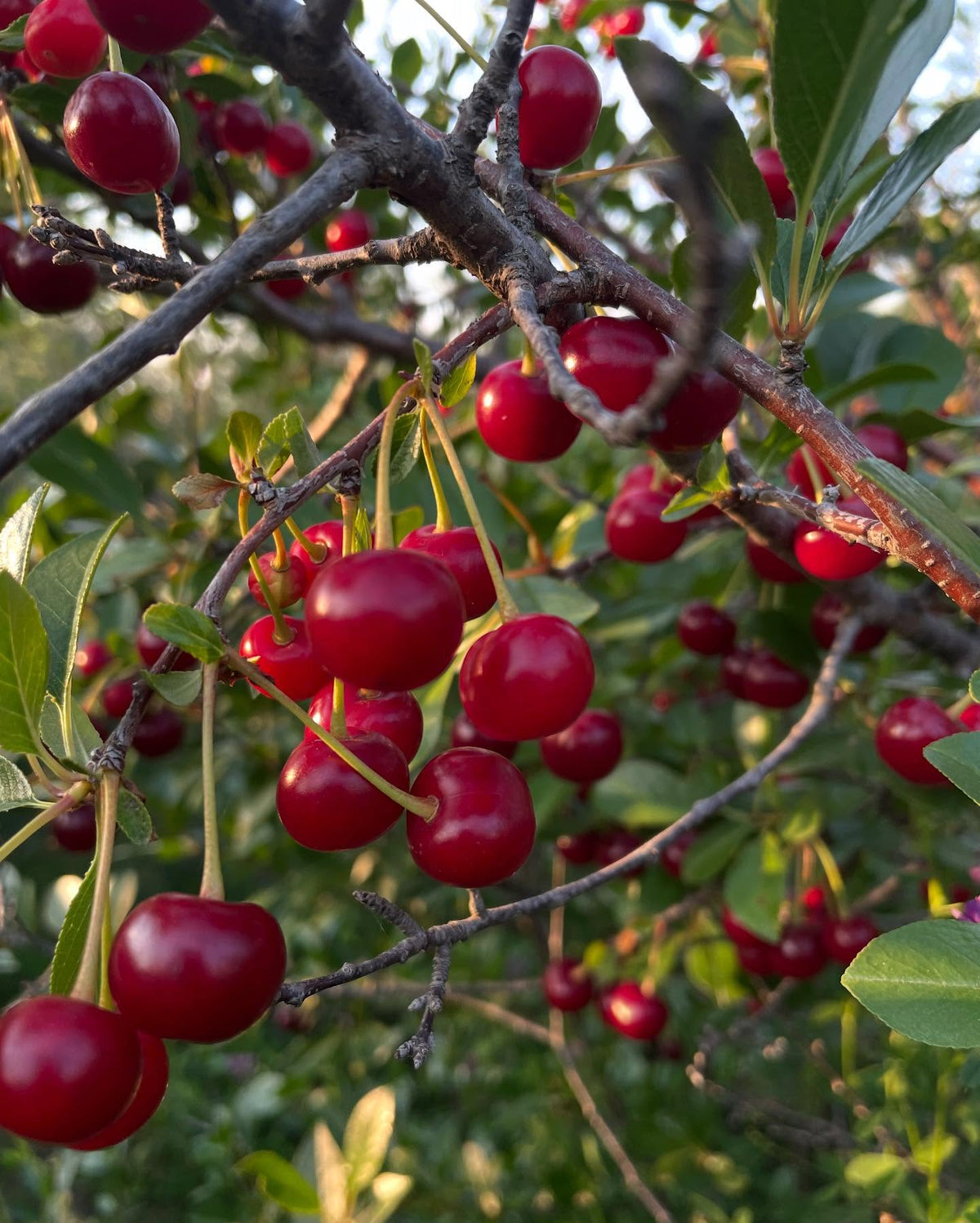 picking cherries today at a local upick, image 1 of 5