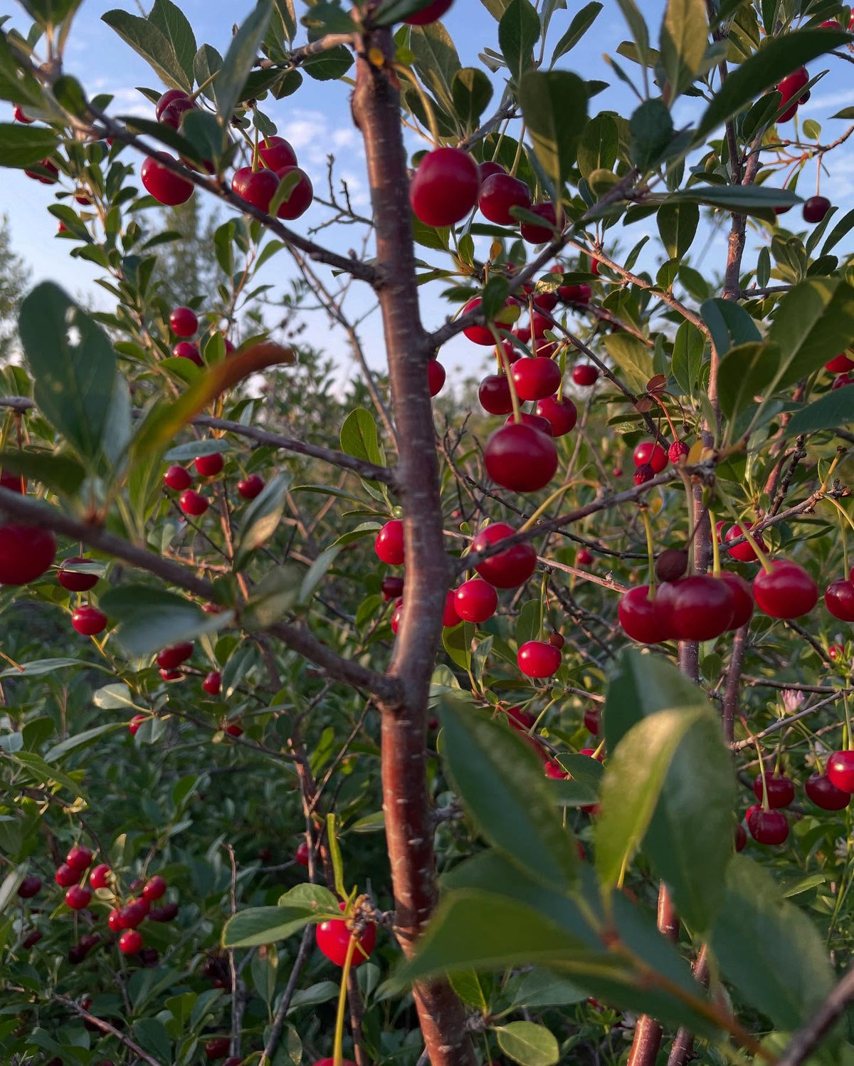 picking cherries today at a local upick, image 2 of 5