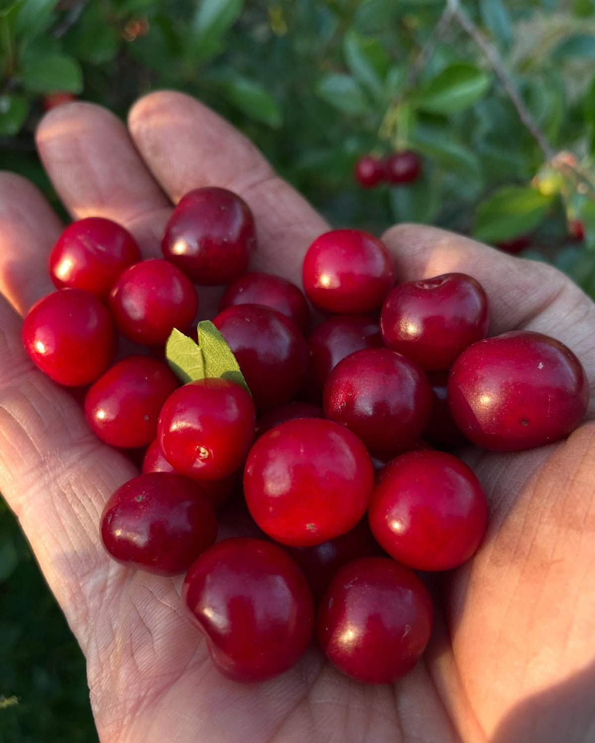 picking cherries today at a local upick, image 3 of 5