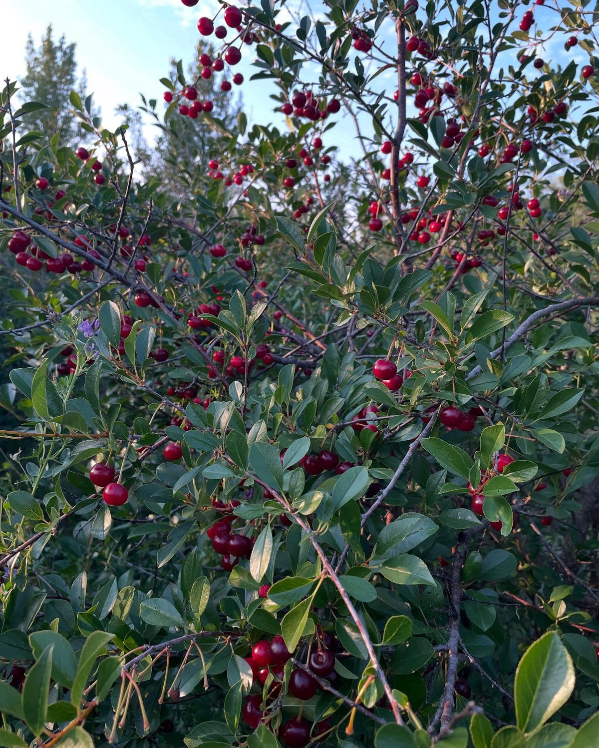 picking cherries today at a local upick, image 4 of 5