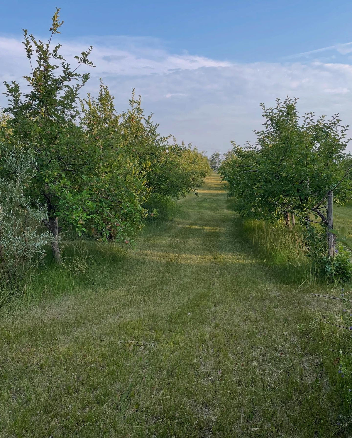 picking cherries today at a local upick, image 5 of 5
