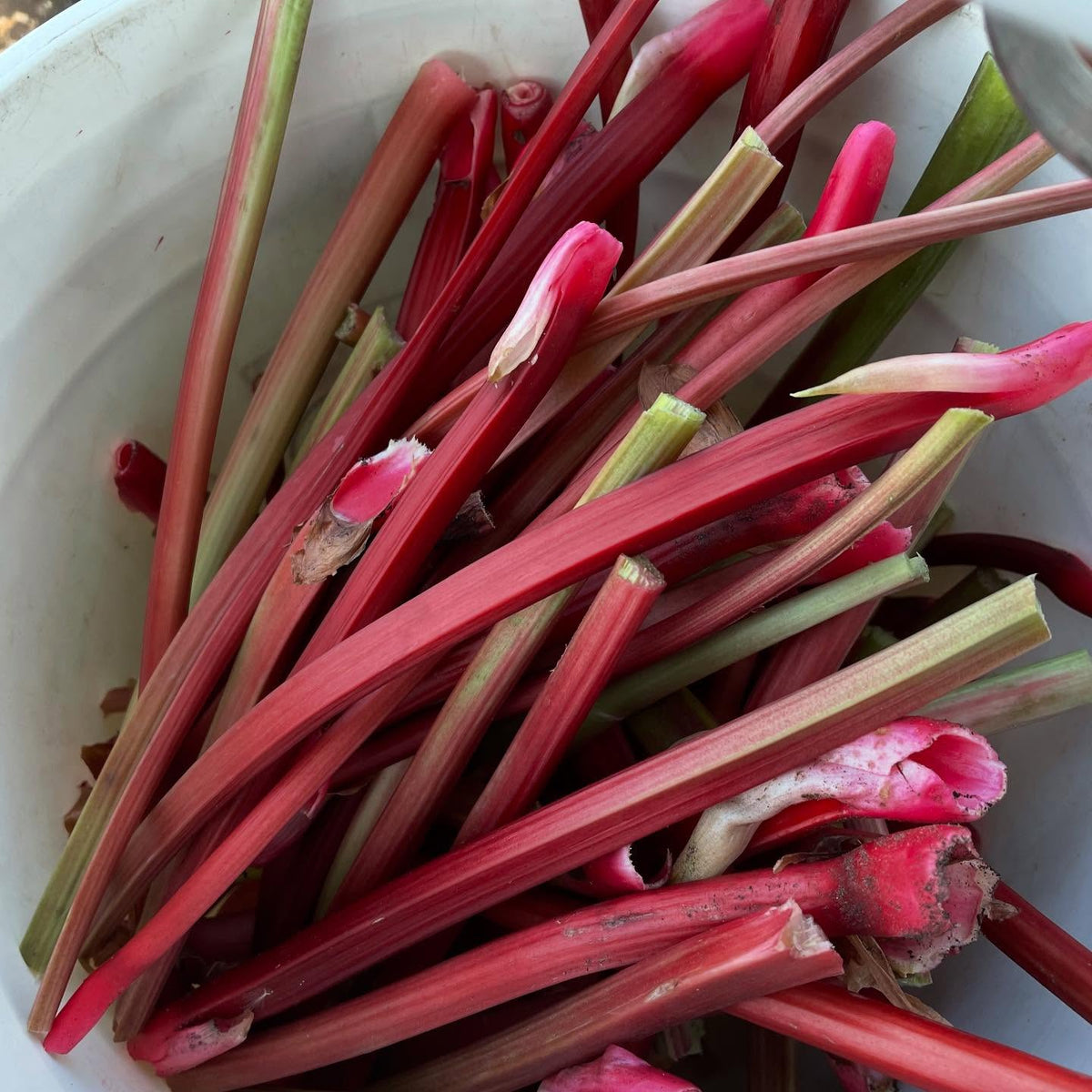 picking rhubarb this morning with fruitshare, a volunteer group who donates to our local food banks, image 1 of 3