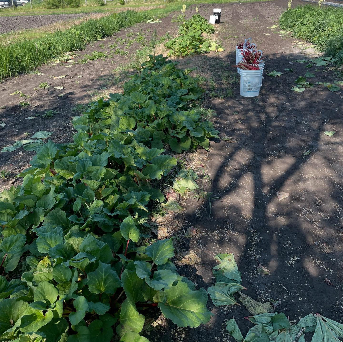picking rhubarb this morning with fruitshare, a volunteer group who donates to our local food banks, image 2 of 3