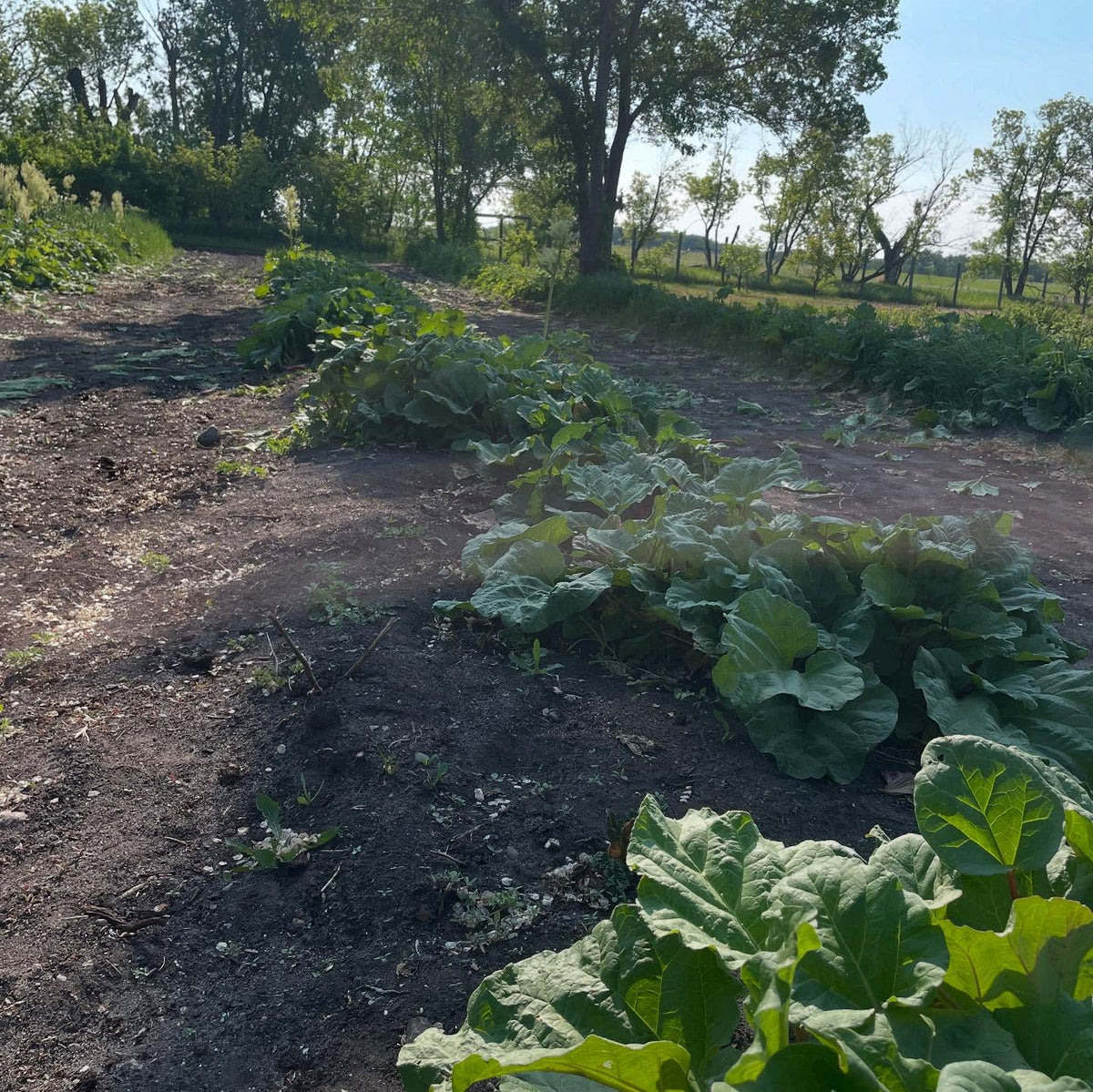 picking rhubarb this morning with fruitshare, a volunteer group who donates to our local food banks, image 3 of 3