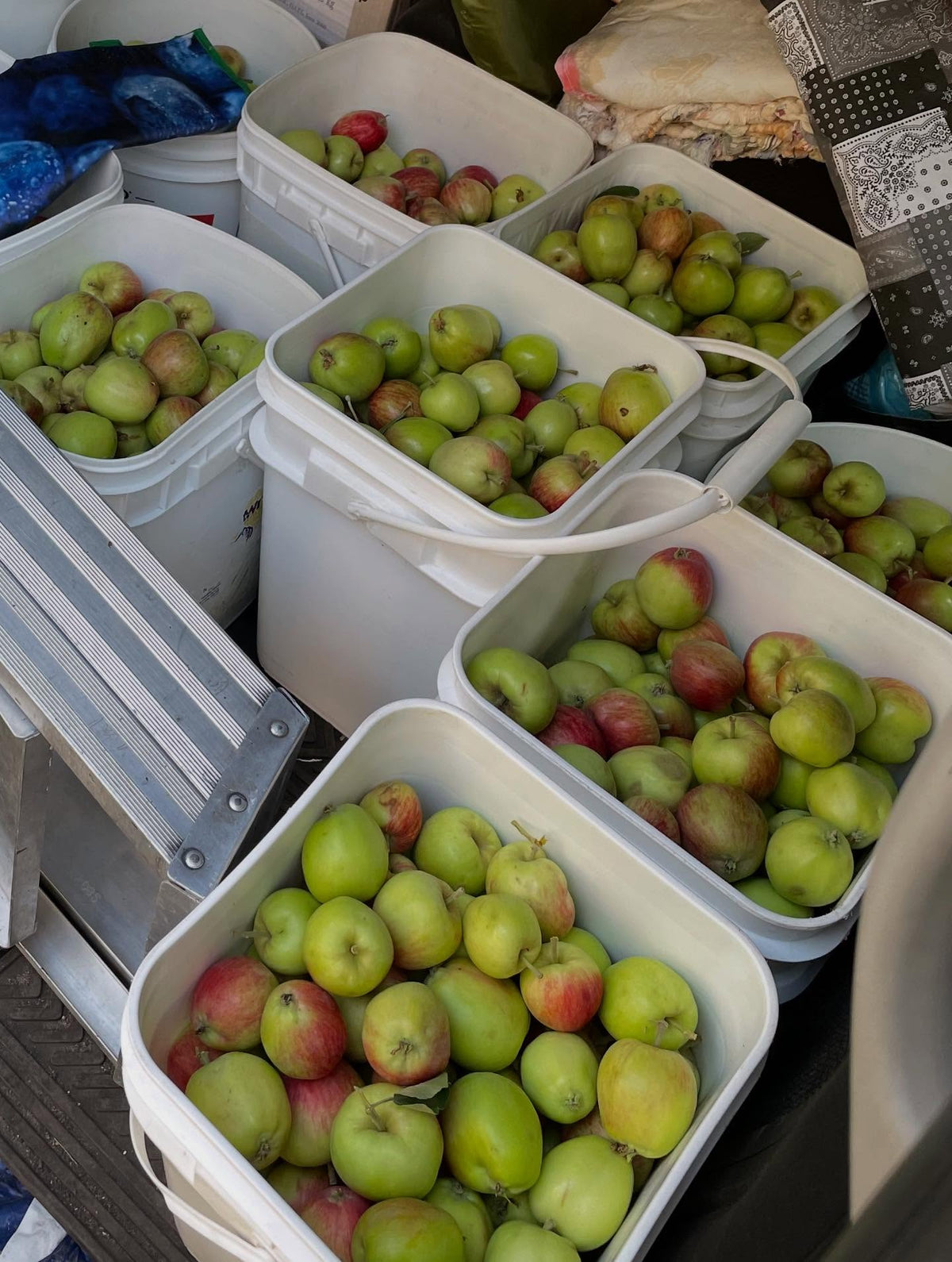 picking some apples with fruit share, a local volunteer group who collects fruit that would otherwise go unpicked,