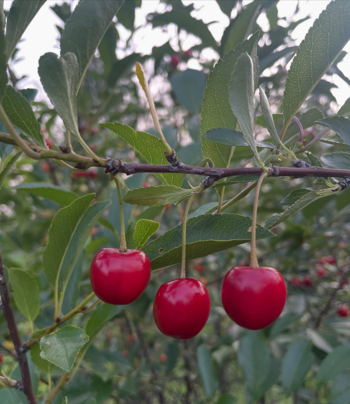 picking sour cherries from rows that are a mix of the u of sask varieties, there's some variation in size and ripening, image 1 of 4