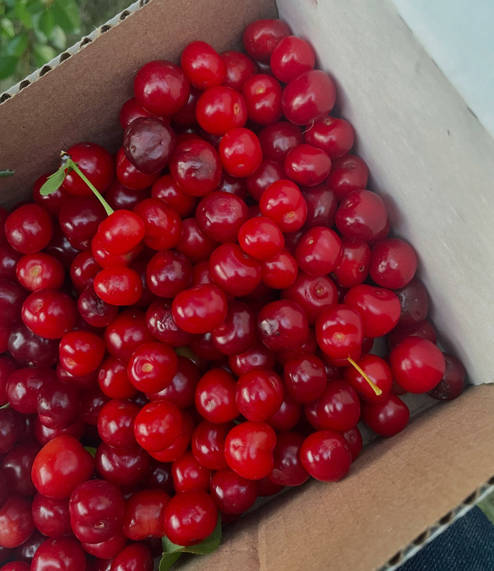 picking sour cherries from rows that are a mix of the u of sask varieties, there's some variation in size and ripening, image 2 of 4