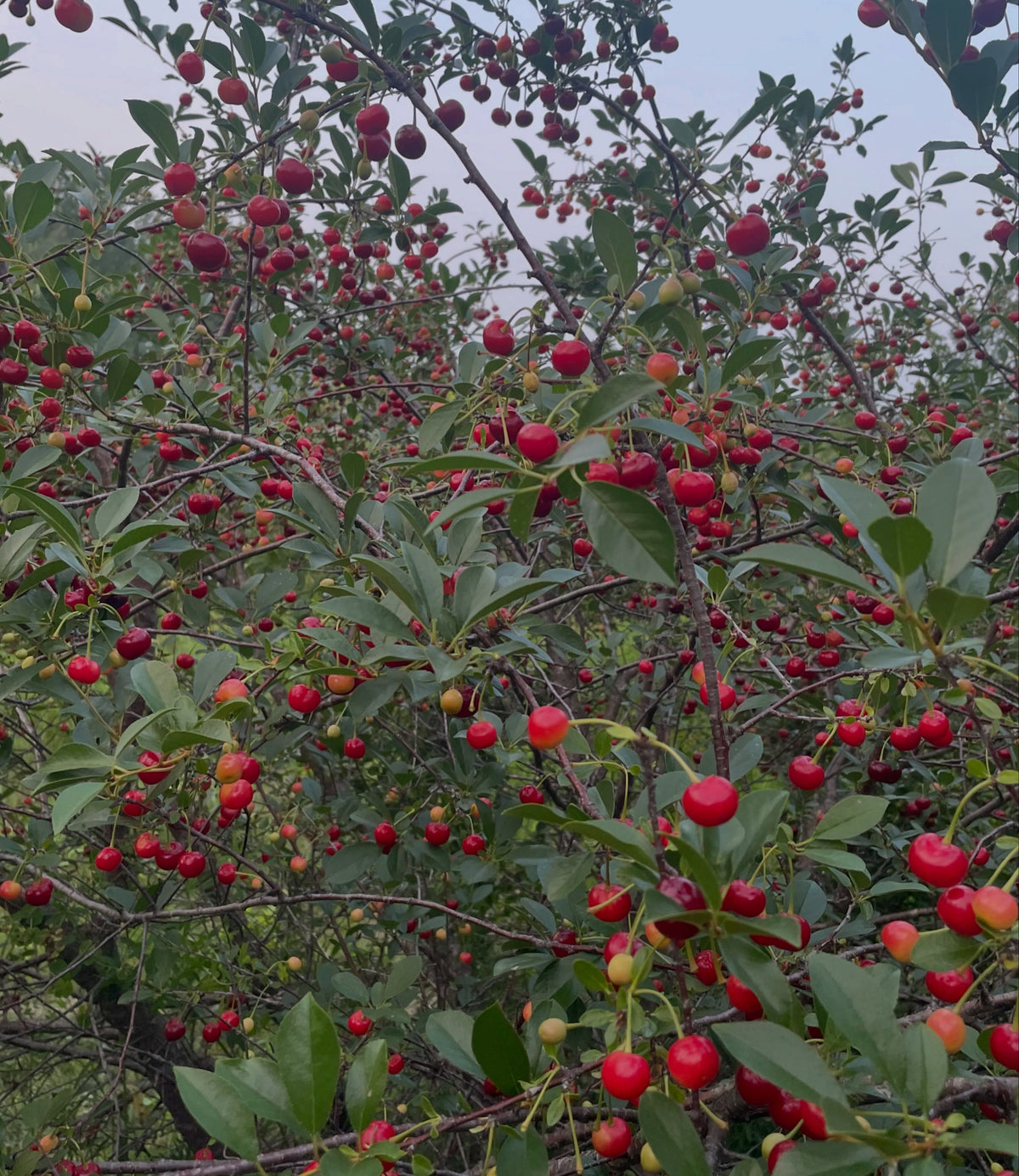 picking sour cherries from rows that are a mix of the u of sask varieties, there's some variation in size and ripening, image 3 of 4