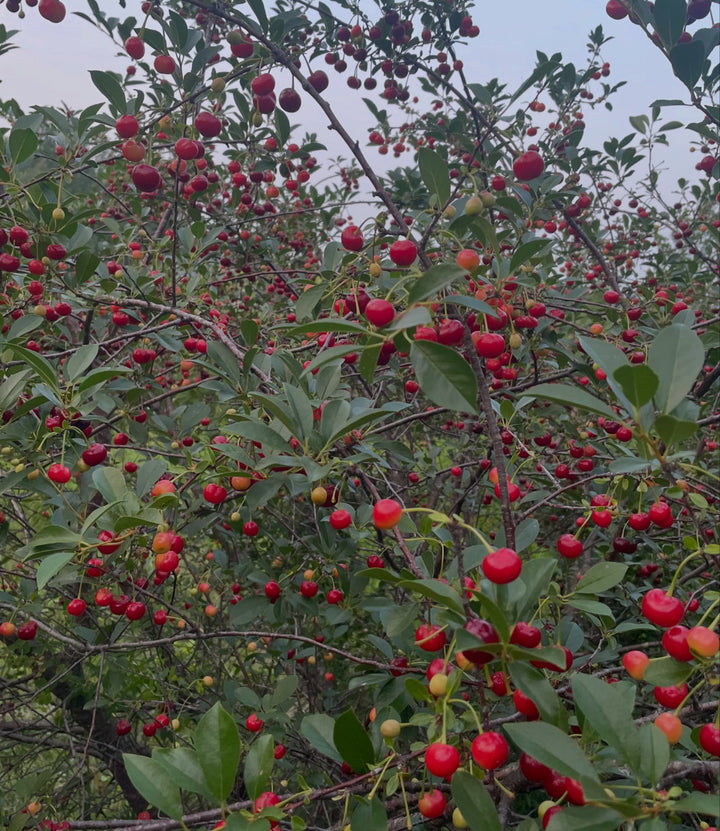 picking sour cherries from rows that are a mix of the u of sask varieties, there's some variation in size and ripening, image 3 of 4