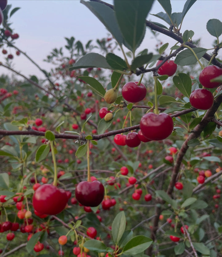 picking sour cherries from rows that are a mix of the u of sask varieties, there's some variation in size and ripening, image 4 of 4