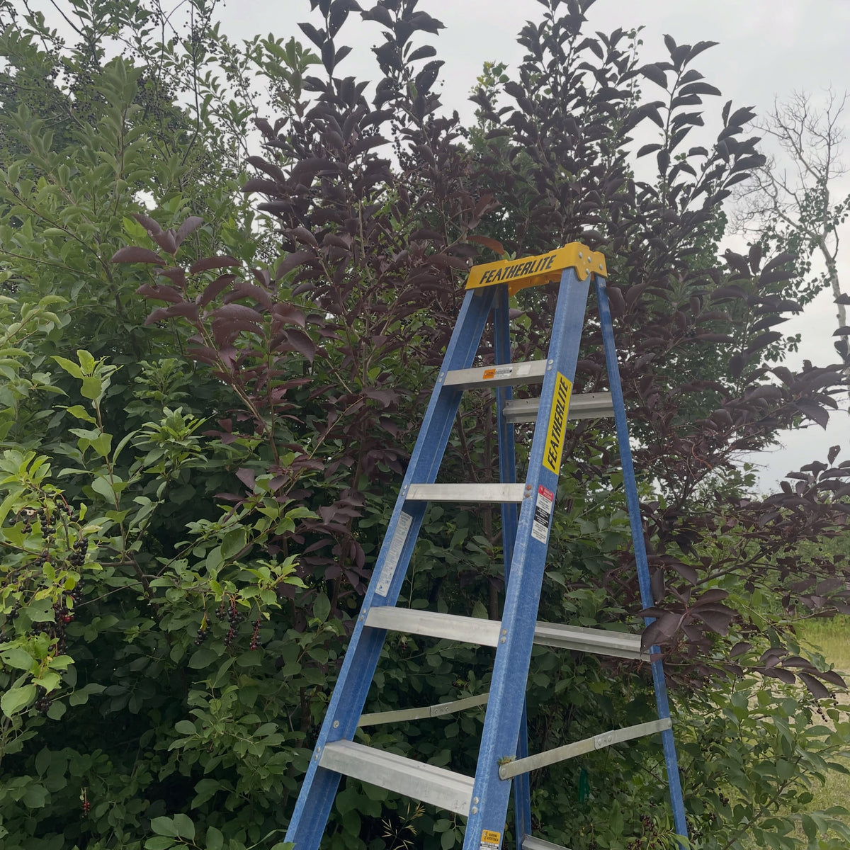Purple leaf chokecherry selection, image 1 of 6