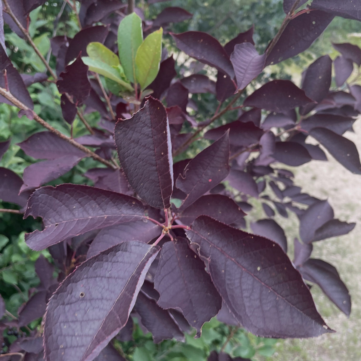 Purple leaf chokecherry selection, image 2 of 6