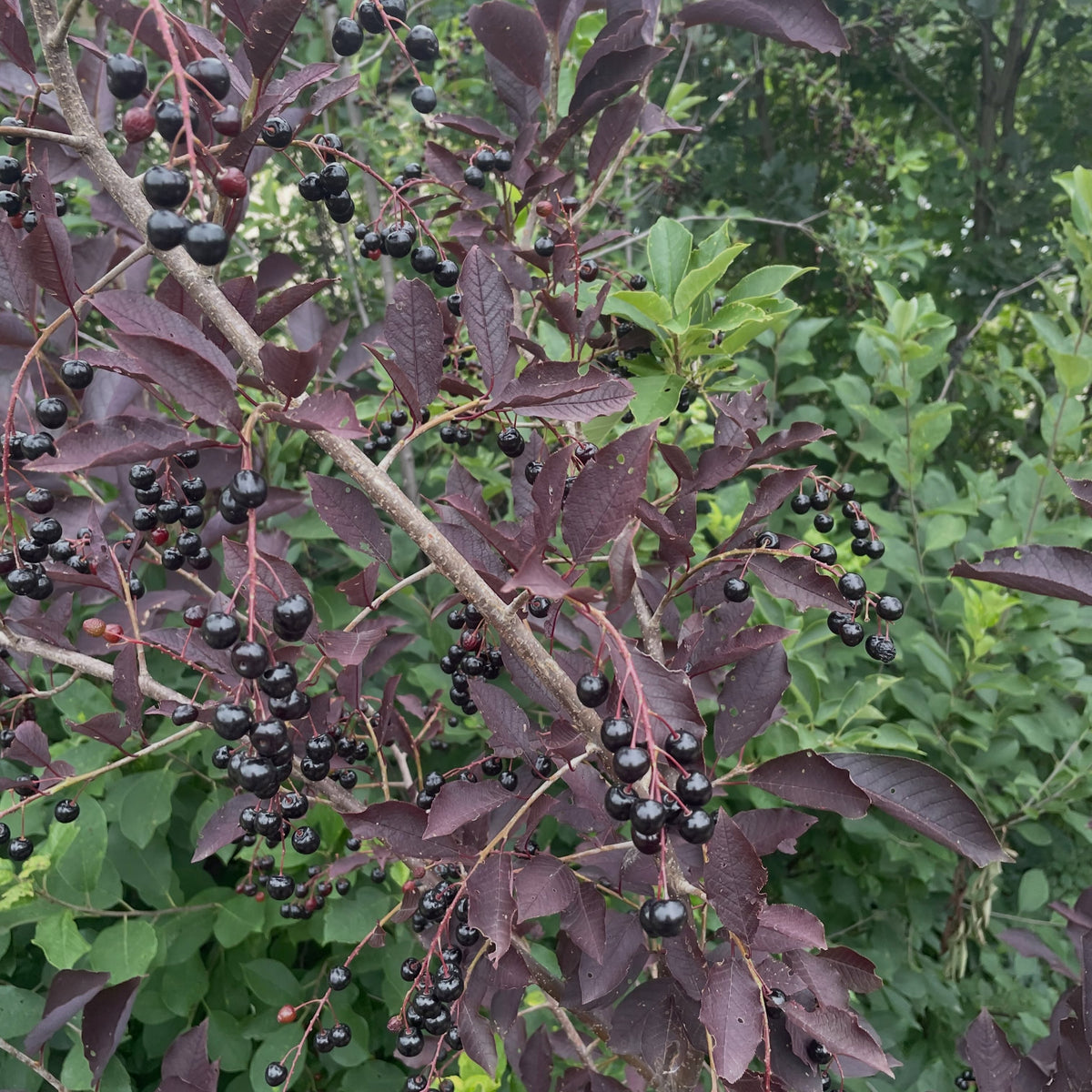 Purple leaf chokecherry selection, image 3 of 6
