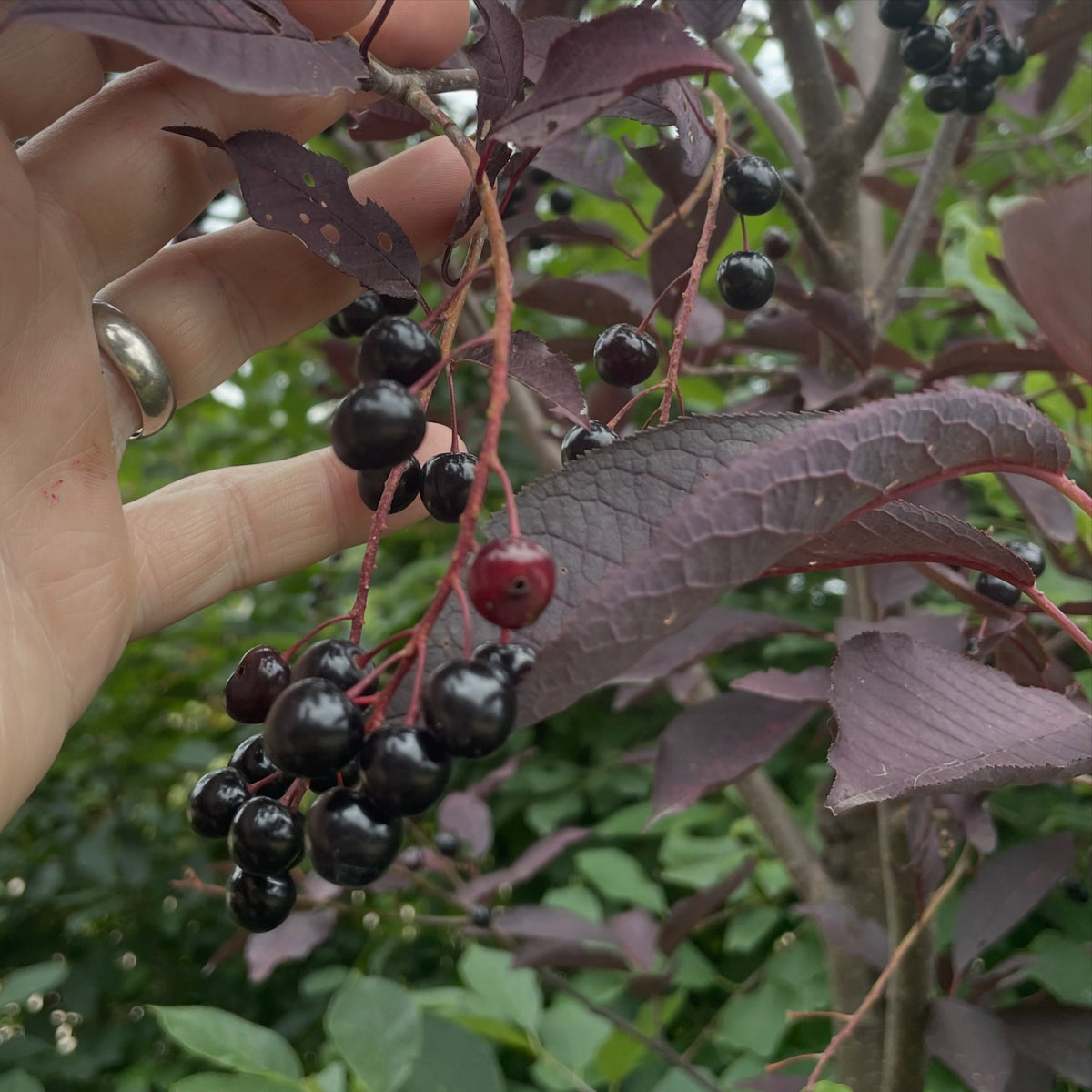 Purple leaf chokecherry selection, image 4 of 6