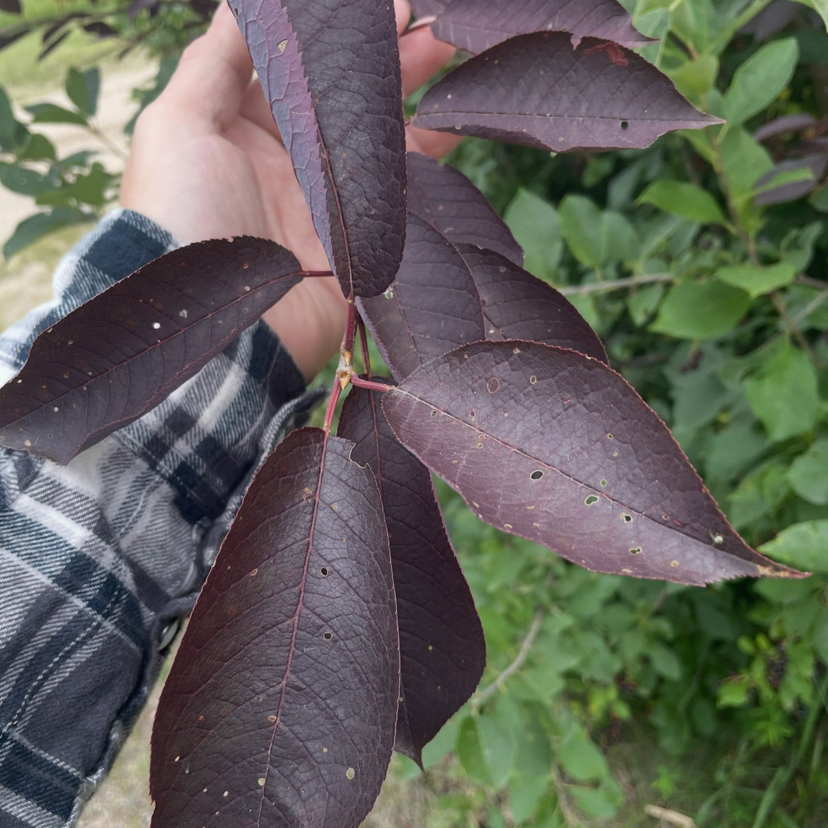 Purple leaf chokecherry selection, image 5 of 6