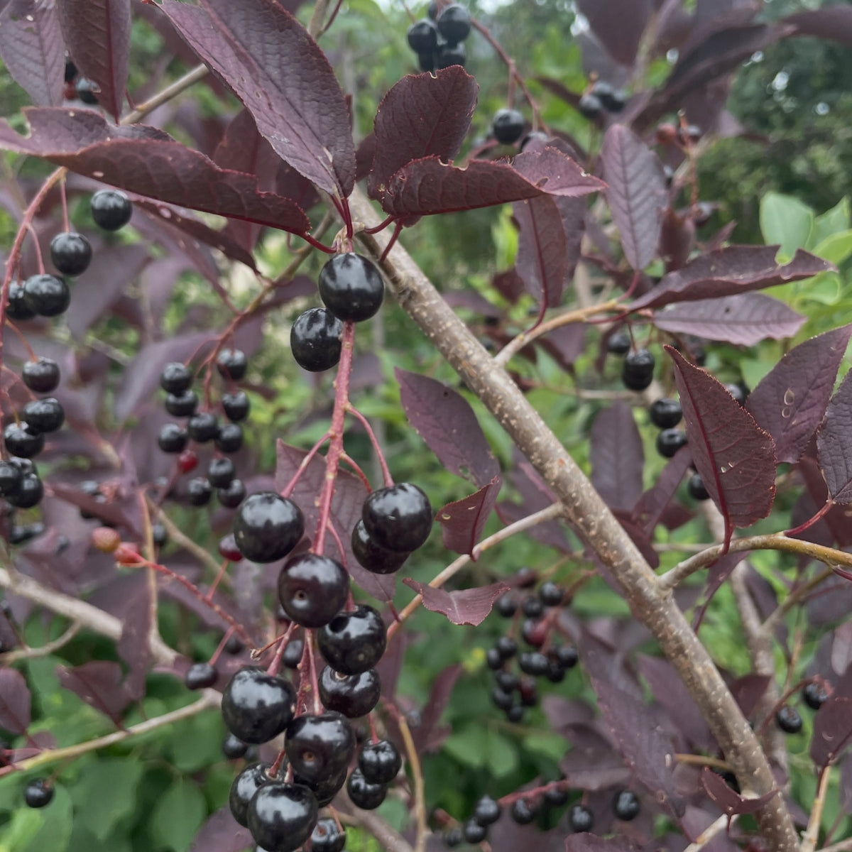 Purple leaf chokecherry selection, image 6 of 6