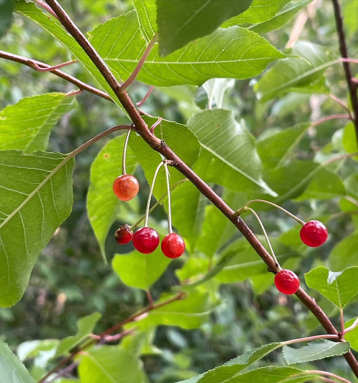 pin cherries are ripe