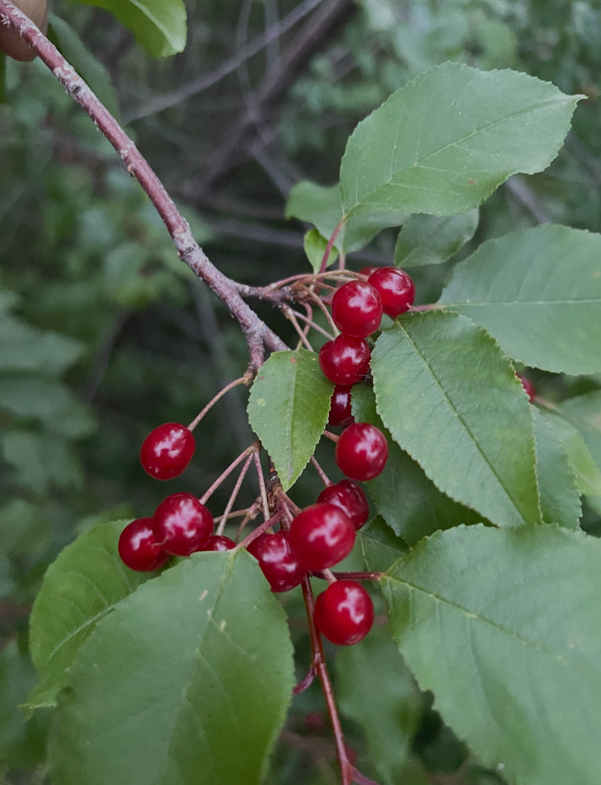 pin cherry just starting to ripen in the second half of July, image 1 of 4