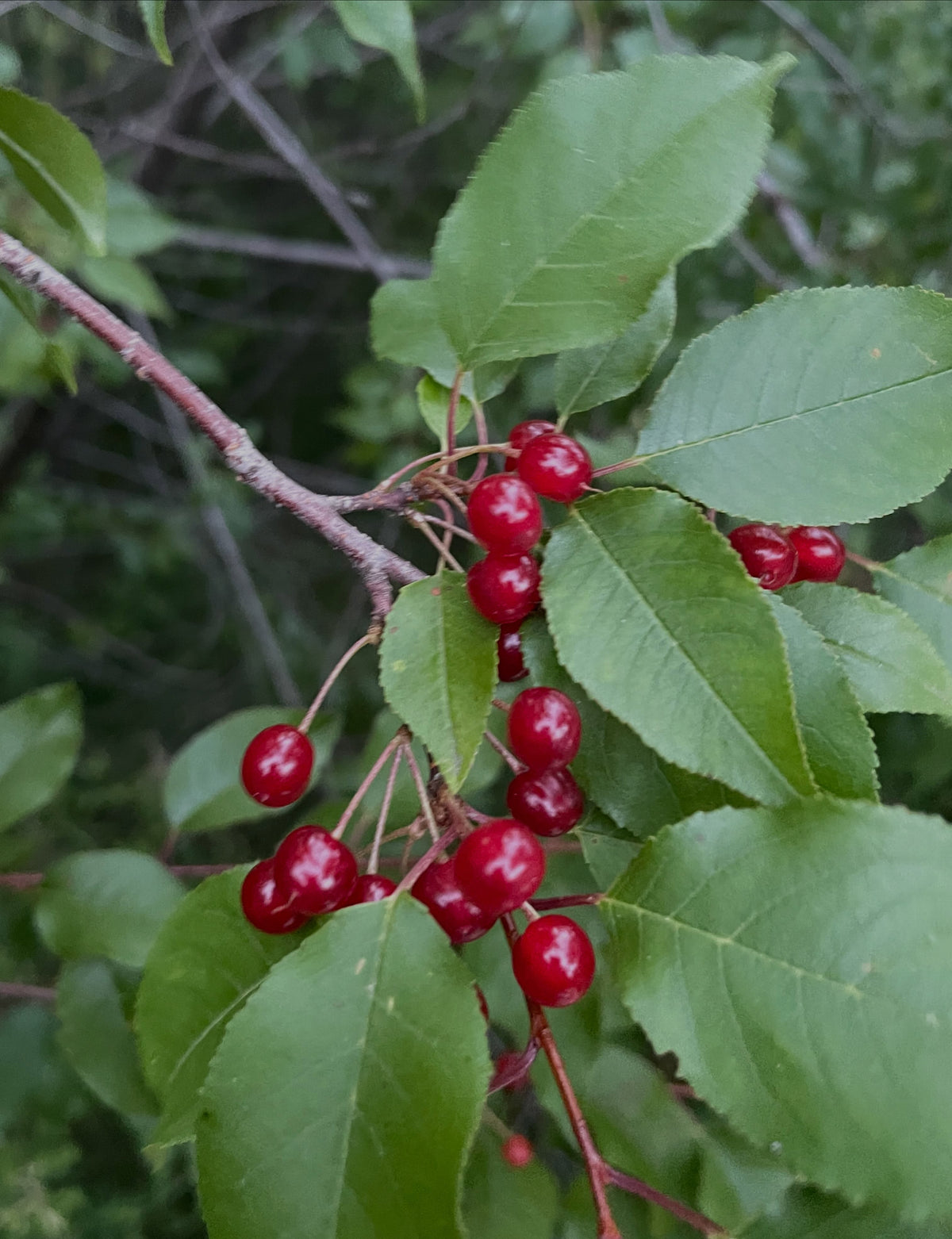pin cherry just starting to ripen in the second half of July, image 2 of 4