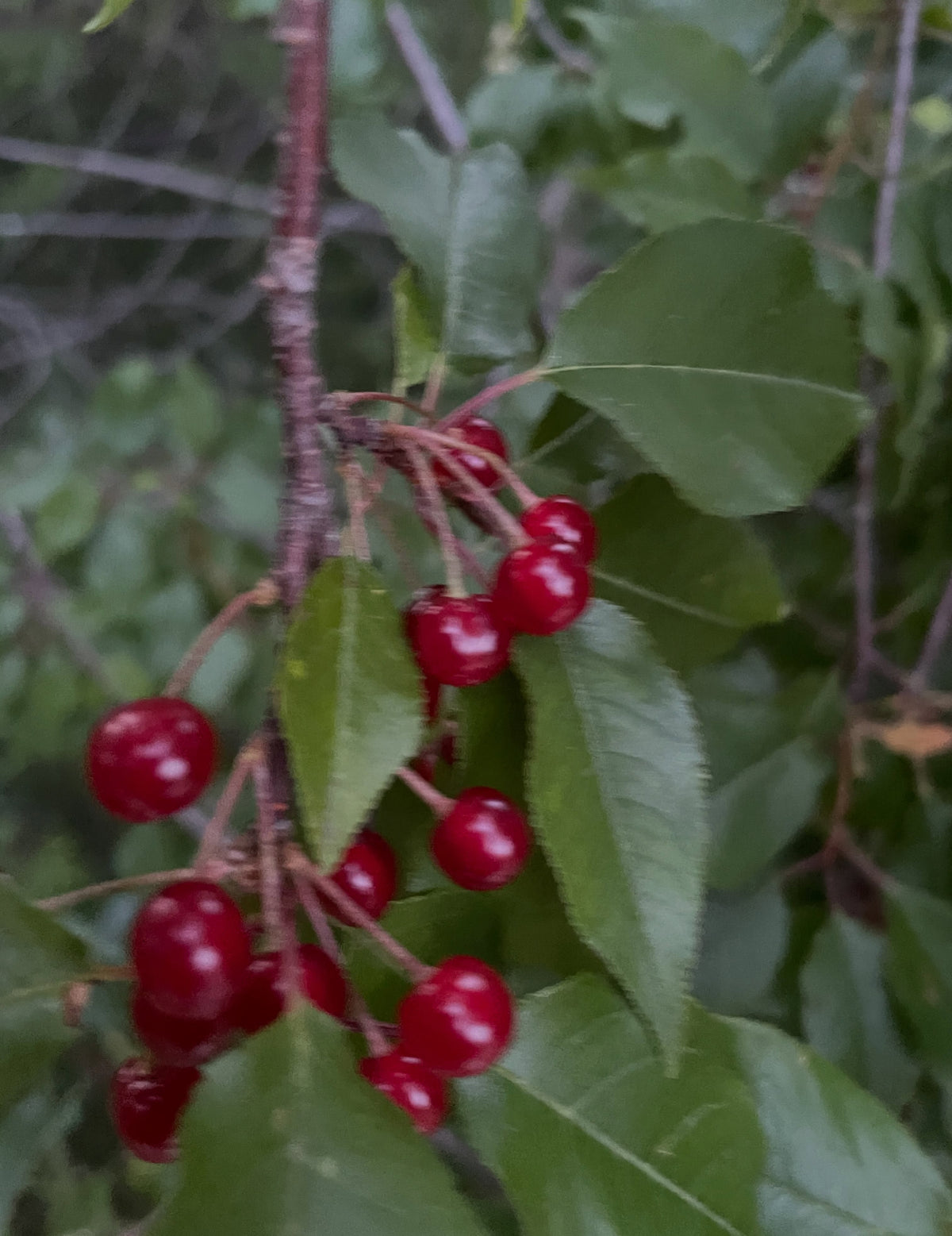 pin cherry just starting to ripen in the second half of July, image 3 of 4