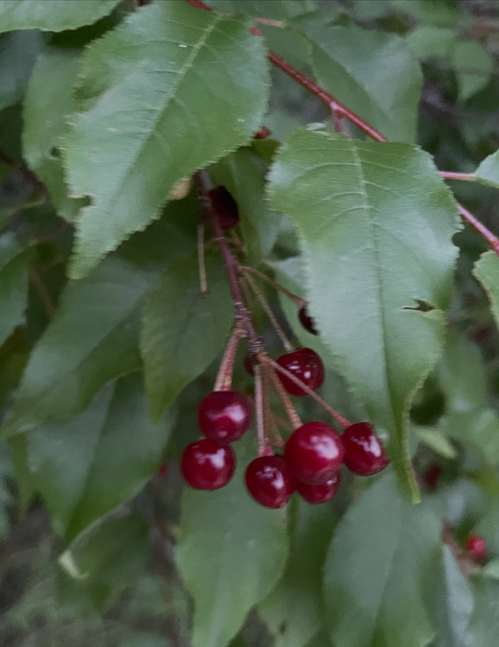 pin cherry just starting to ripen in the second half of July, image 4 of 4