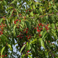 Pin Cherry (Prunus pensylvanica) - Zone 3