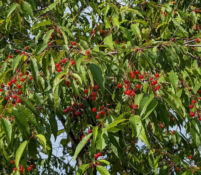 Pin Cherry Seeds (Prunus pensylvanica) - Native Cherry Tree - (Zone 3) - 18 Seeds