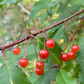 Pin Cherry (Prunus pensylvanica) - Zone 3
