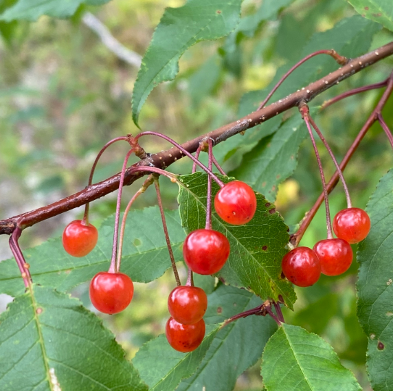 Pin Cherry Seeds (Prunus pensylvanica) - Native Cherry Tree - (Zone 3) - 18 Seeds