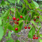Pin Cherry (Prunus pensylvanica) - Zone 3