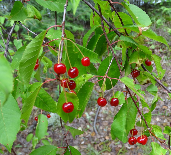 Pin Cherry Seeds (Prunus pensylvanica) - Native Cherry Tree - (Zone 3) - 18 Seeds