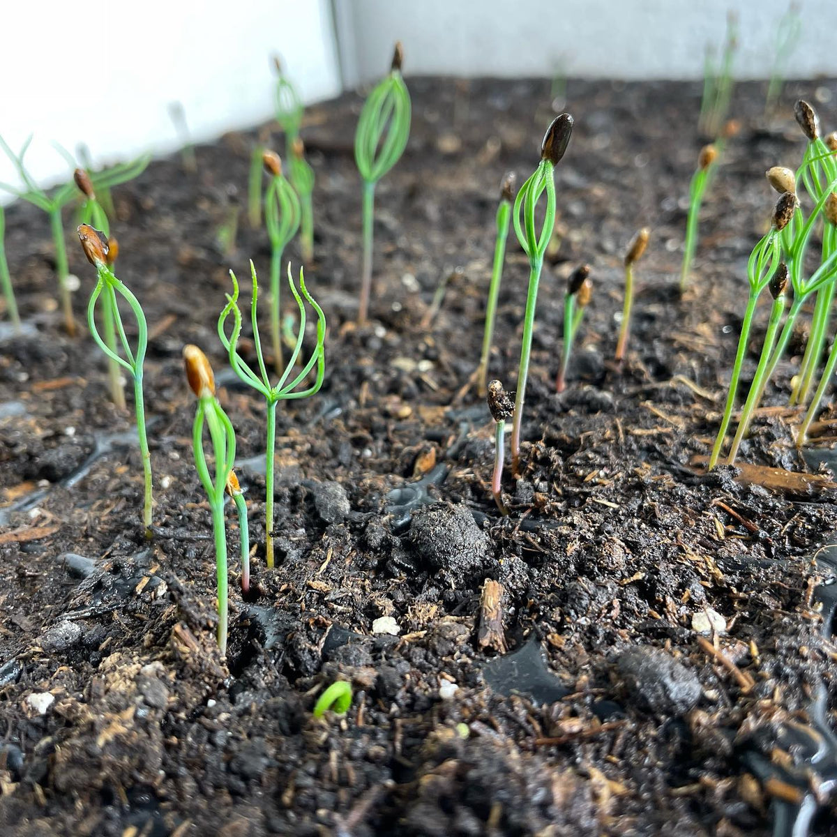 pine seedlings just about a week after germination, they still have their little seed hats on