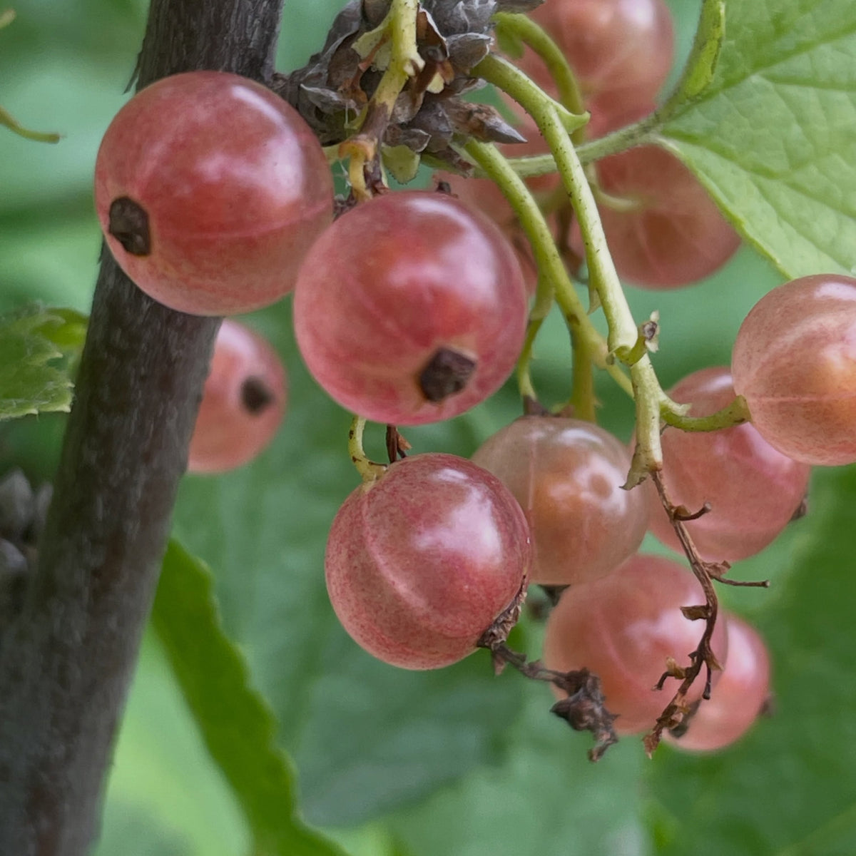 pink champaign currants, a variety of Ribes rubrum or red currants, image 1 of 5