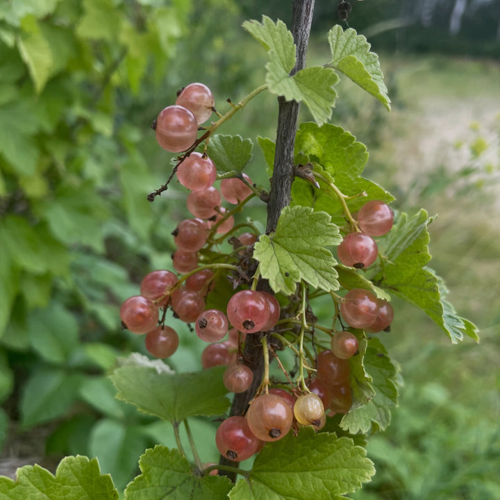 pink champaign currants, a variety of Ribes rubrum or red currants, image 2 of 5