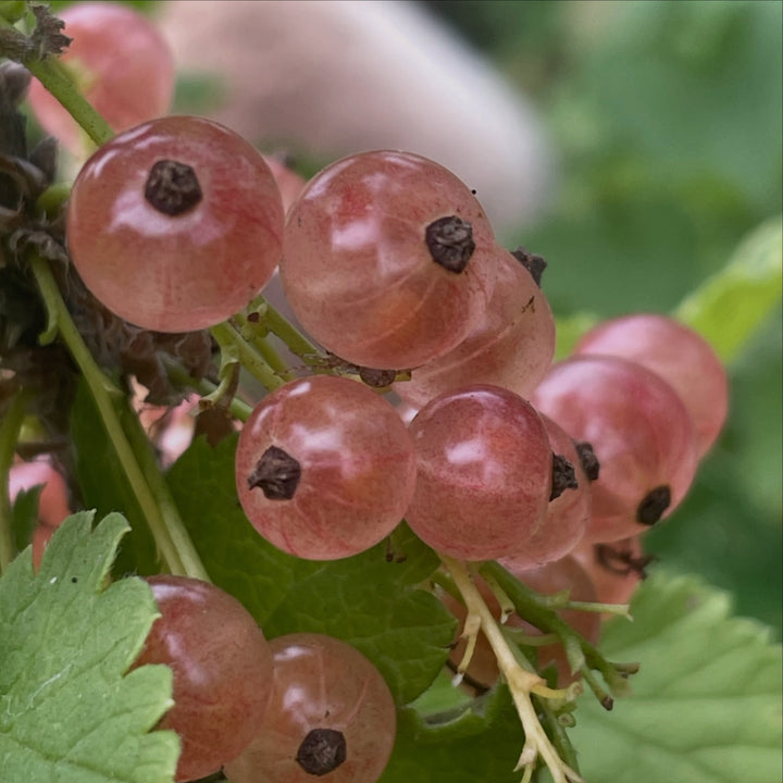 pink champaign currants, a variety of Ribes rubrum or red currants, image 3 of 5