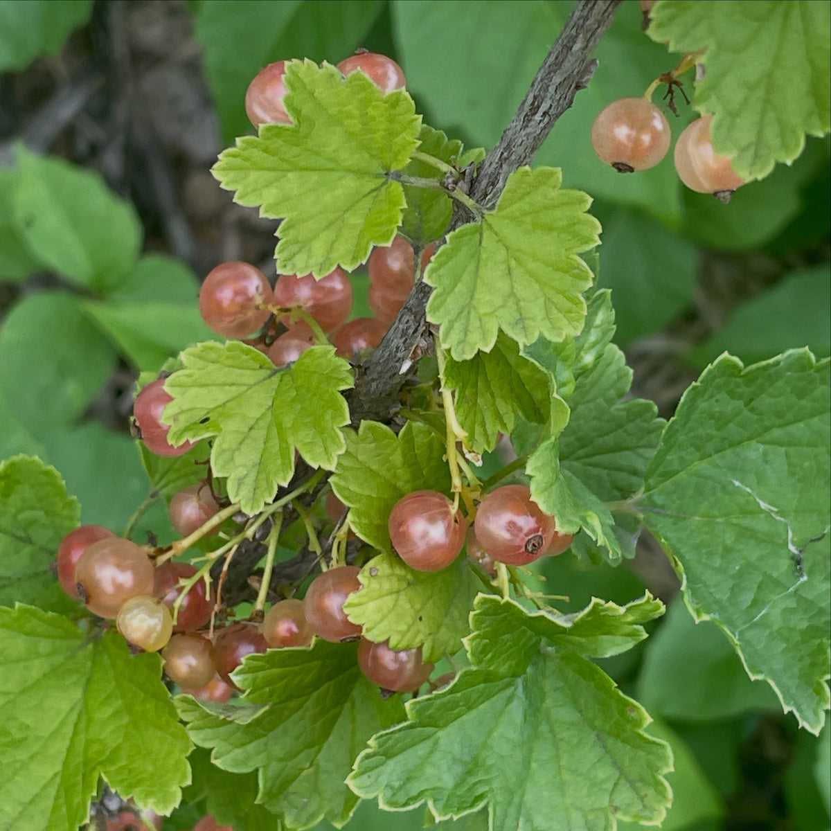 pink champaign currants, a variety of Ribes rubrum or red currants, image 4 of 5