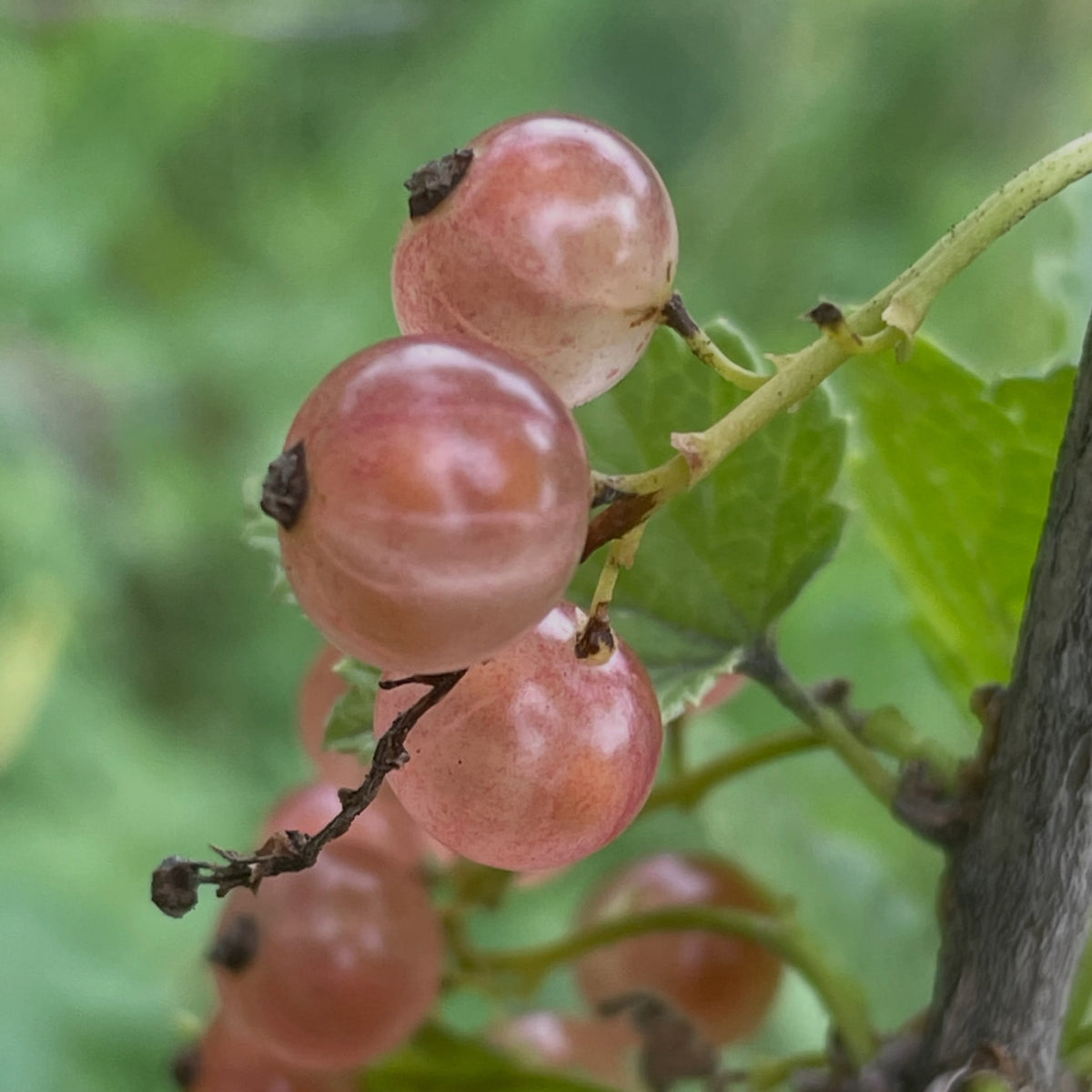 pink champaign currants, a variety of Ribes rubrum or red currants, image 5 of 5