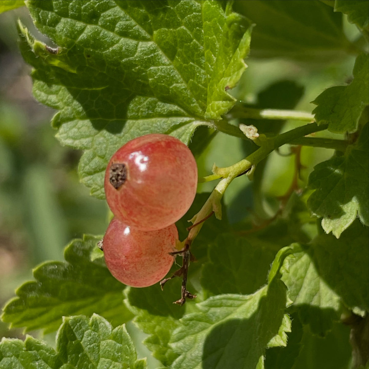 pink champaign currants, starting to ripen this week heading into mid july, image 1 of 5