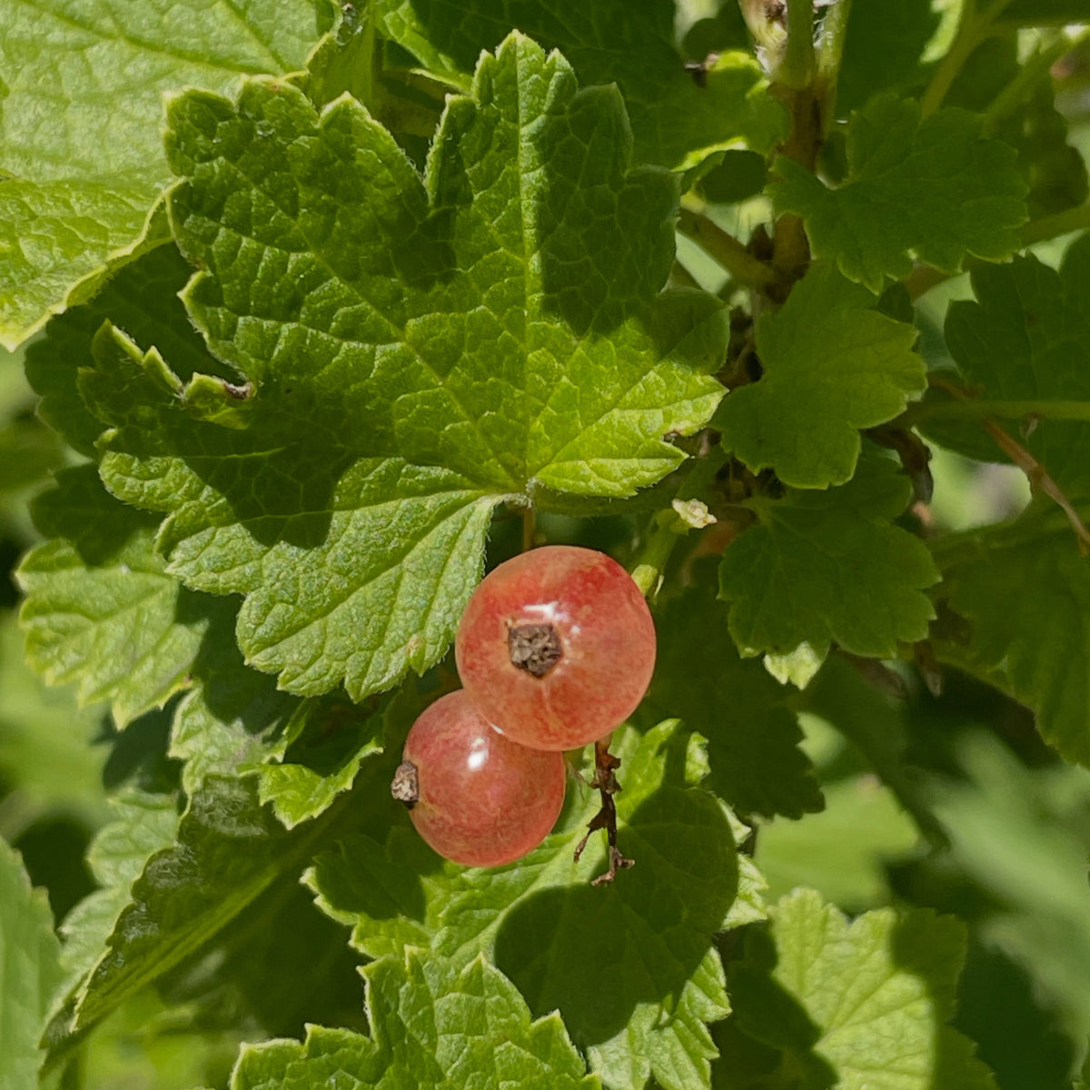 pink champaign currants, starting to ripen this week heading into mid july, image 2 of 5