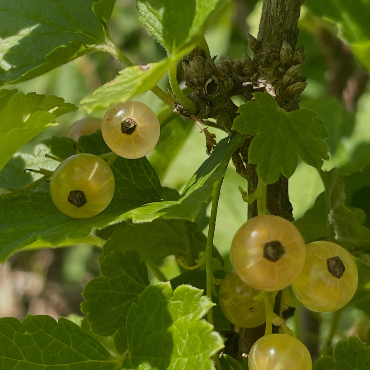 pink champaign currants, starting to ripen this week heading into mid july, image 3 of 5