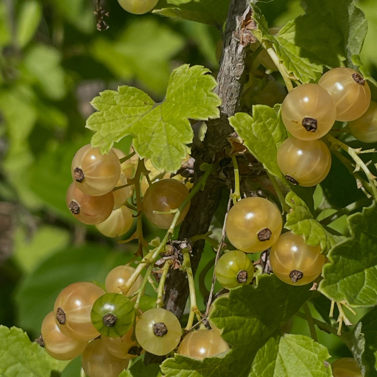 pink champaign currants, starting to ripen this week heading into mid july, image 4 of 5