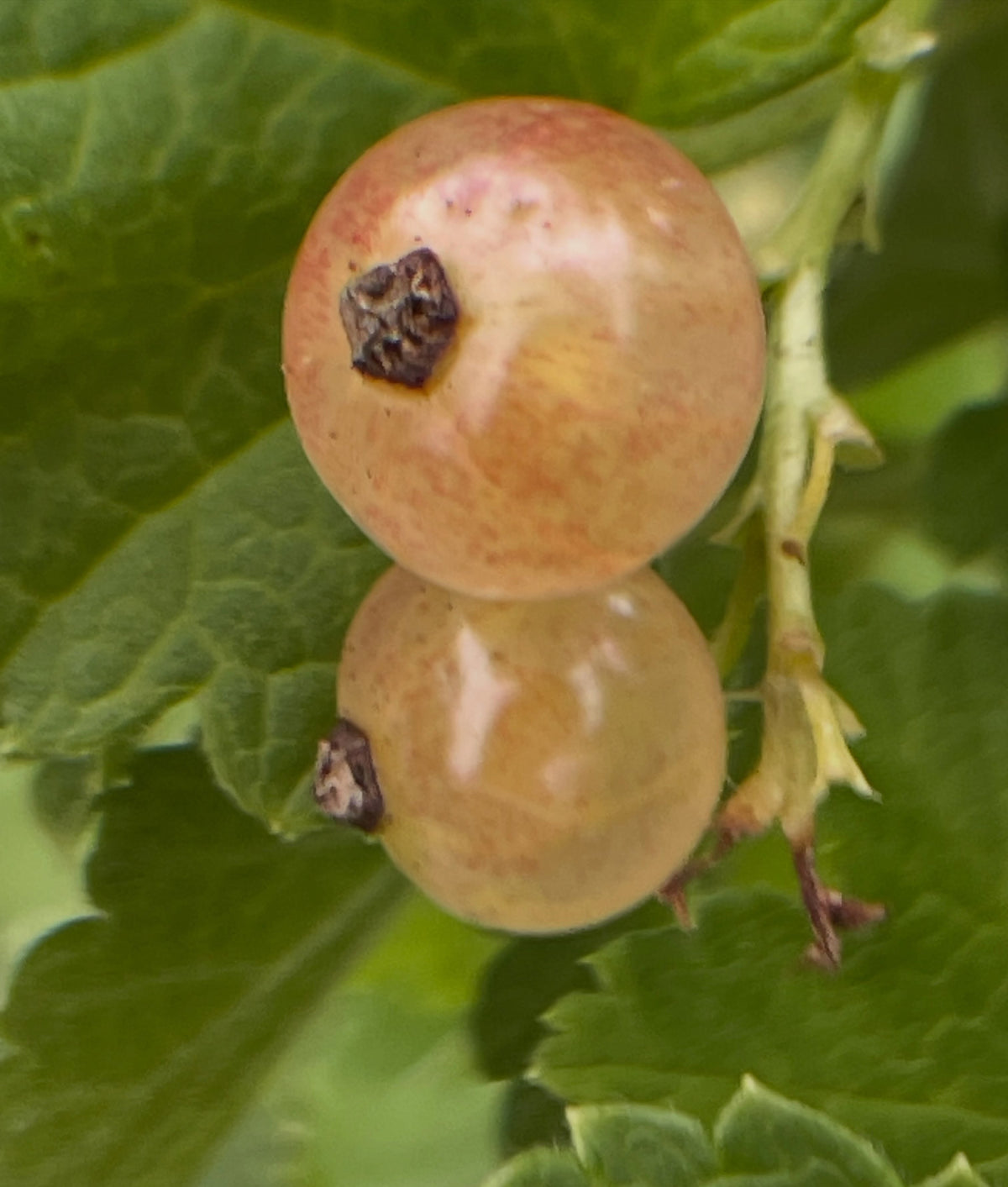 pink champaign currants, still unripe they'll darken to a deep rosy pink, image 1 of 3