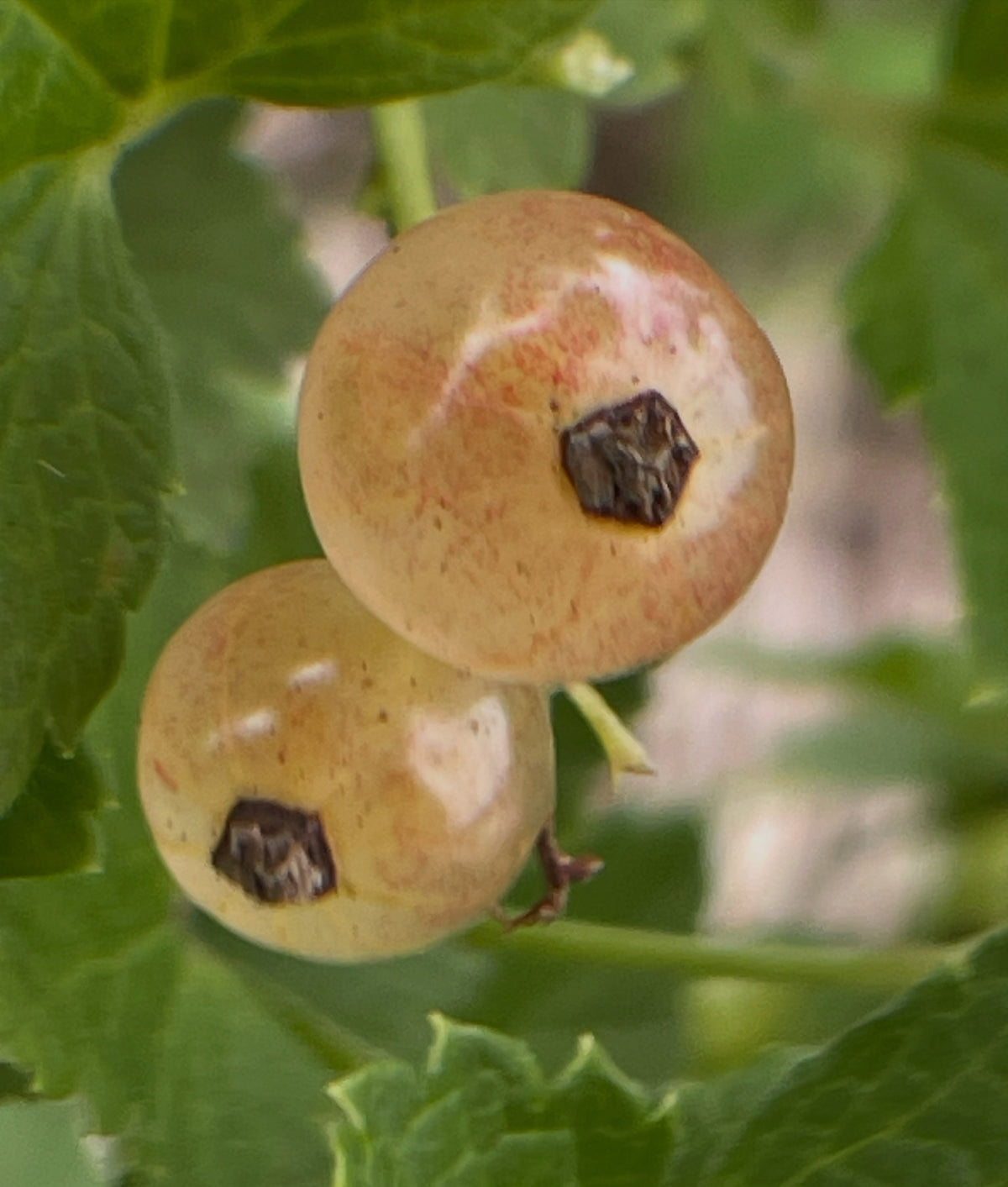 pink champaign currants, still unripe they'll darken to a deep rosy pink, image 2 of 3