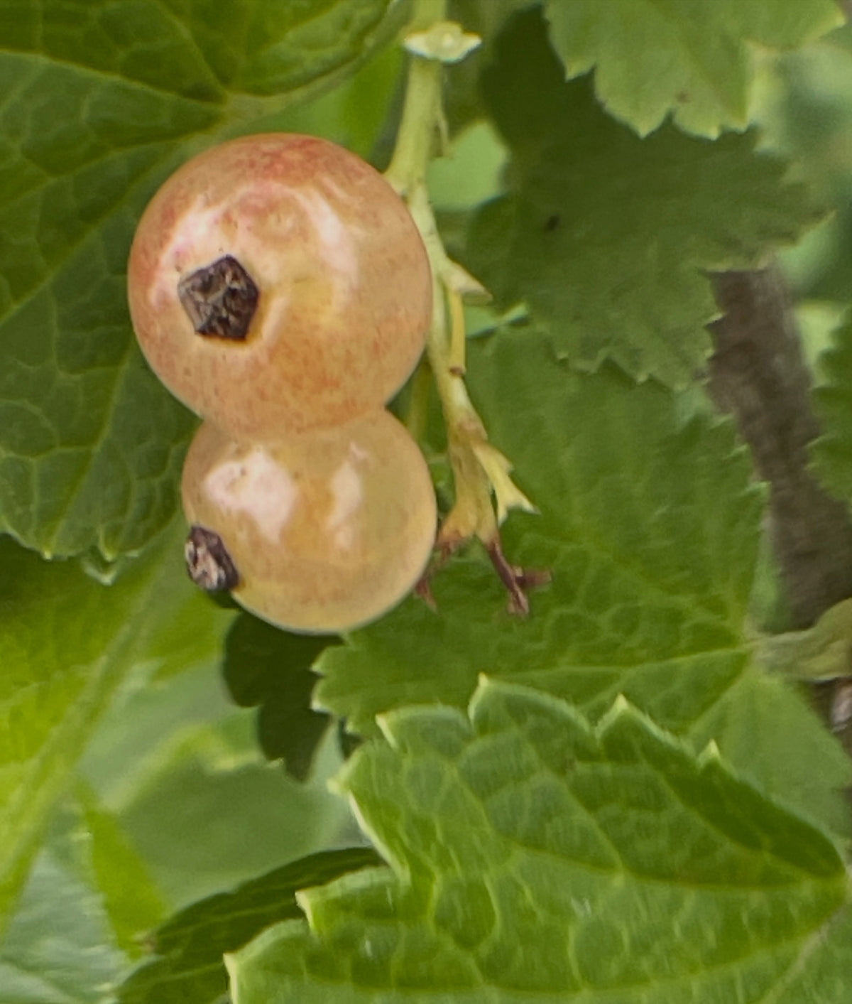 pink champaign currants, still unripe they'll darken to a deep rosy pink, image 3 of 3