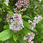 Pink Lilac (Syringa sp.)