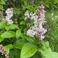 Pink Lilac (Syringa sp.)