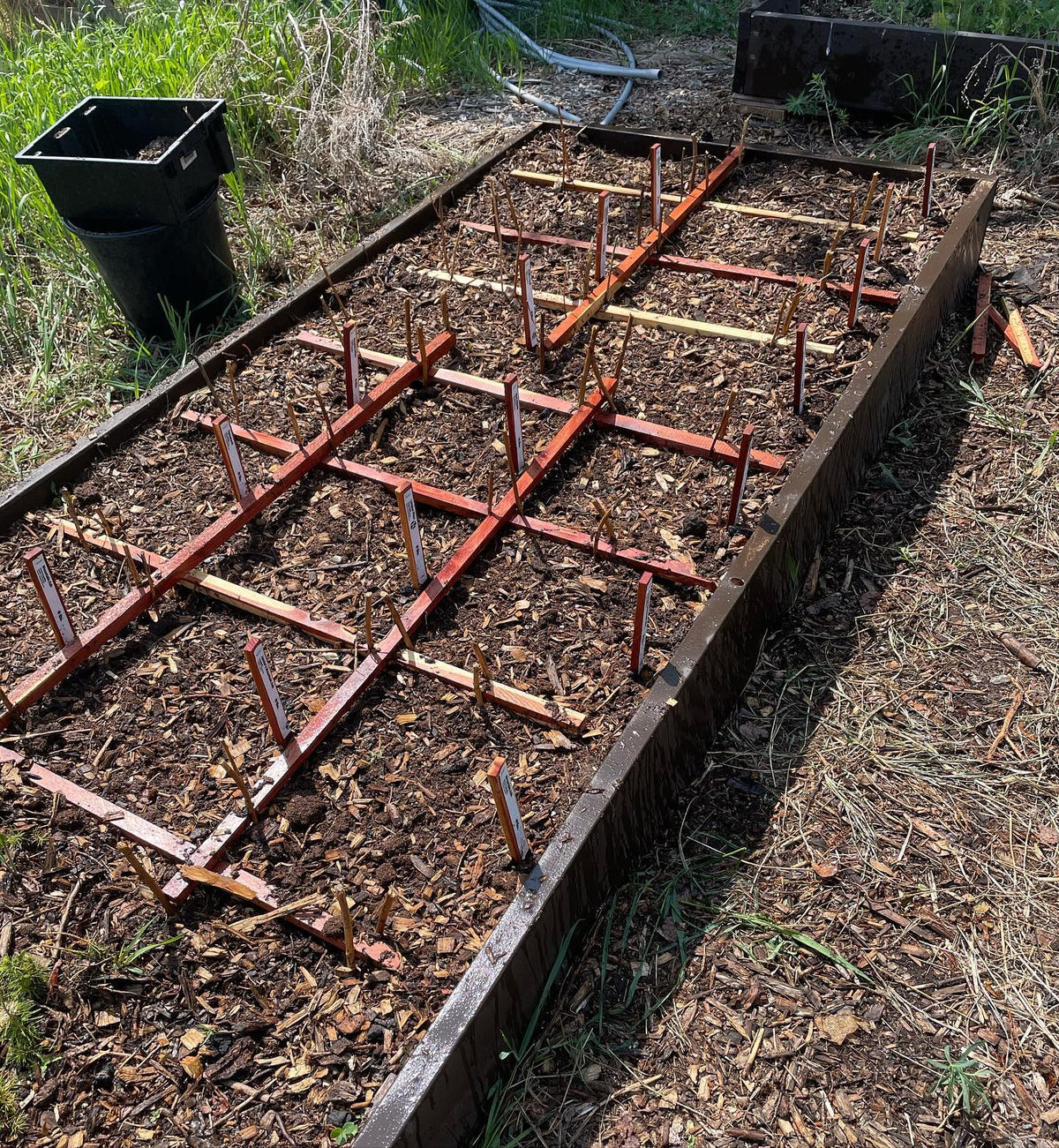 planted a multi sown raised bed of stratified seeds this morning, image 1 of 3