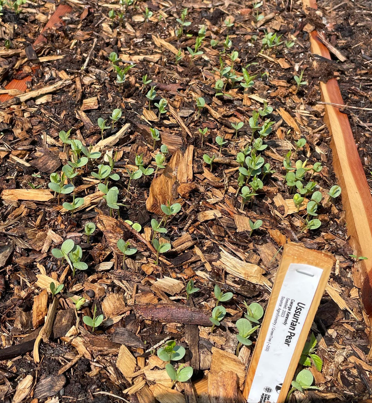planted a multi sown raised bed of stratified seeds this morning, image 2 of 3