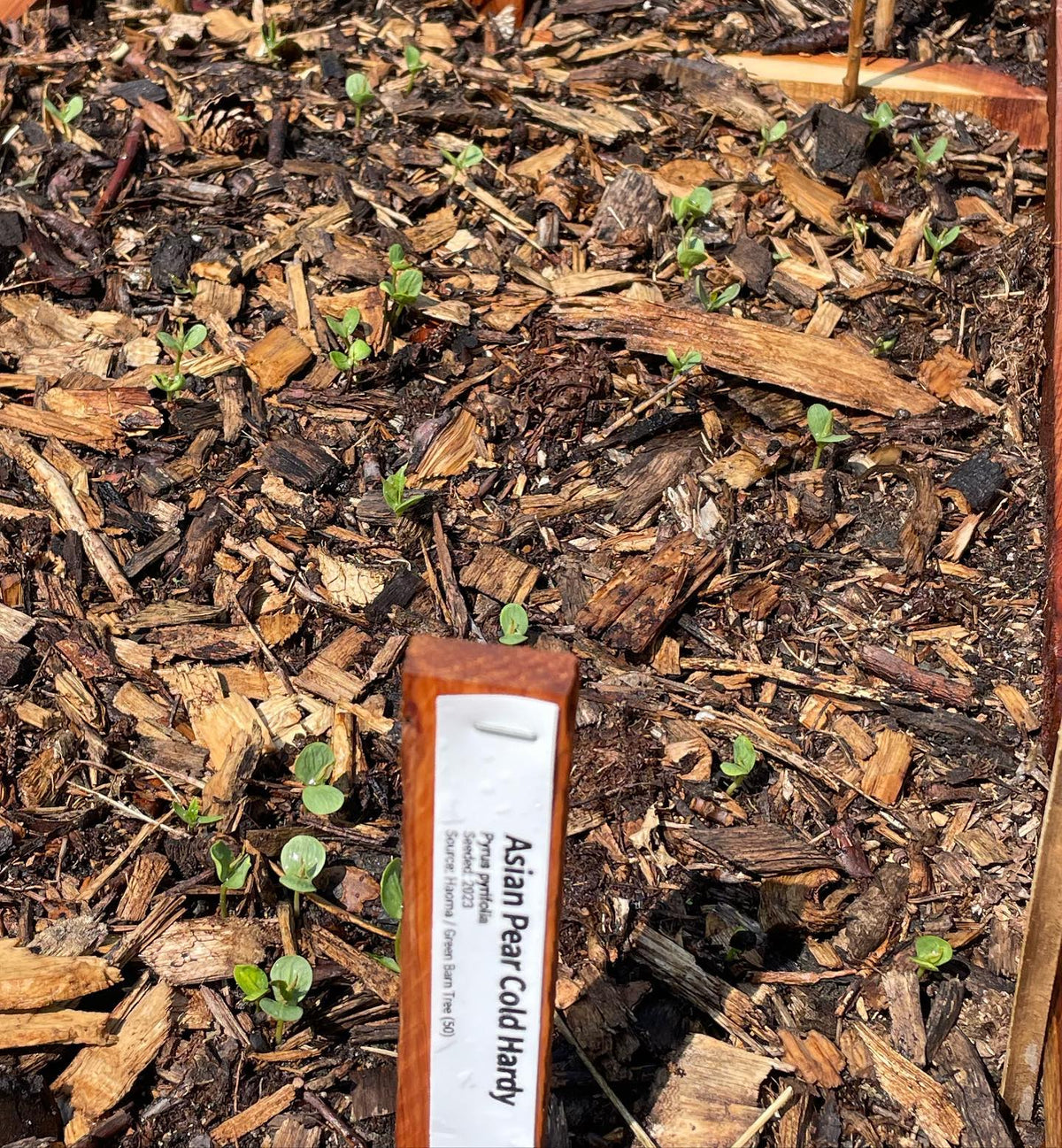 planted a multi sown raised bed of stratified seeds this morning, image 3 of 3