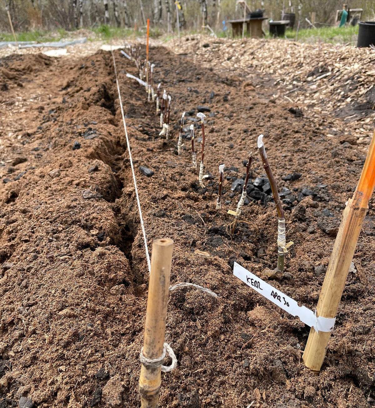 planted our first season’s apple bench grafts today, image 1 of 3